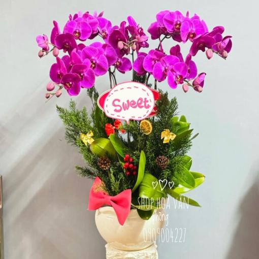 Chậu Lan Hồ Điệp 5 Cành Ngọt Ngào Thịnh Vượng