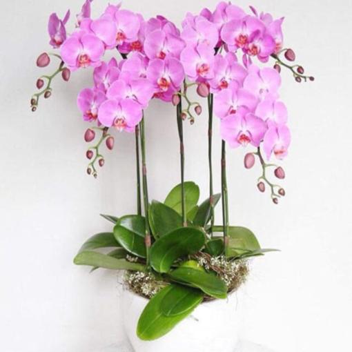 Lan Hồ Điệp 5 Cành Sắc Hồng Phú Quý