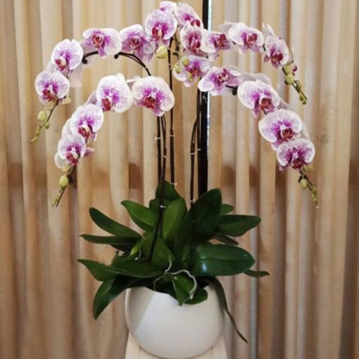 Lan Hồ Điệp 5 Cành Món Quà Tinh Tế