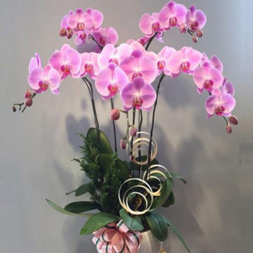 Chậu Lan Hồ Điệp 5 Cành Hồng Phúc Phú Quý