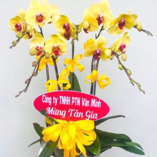 Chậu Lan Hồ Điệp Vàng 5 Cành Phú Quý Phát Tài