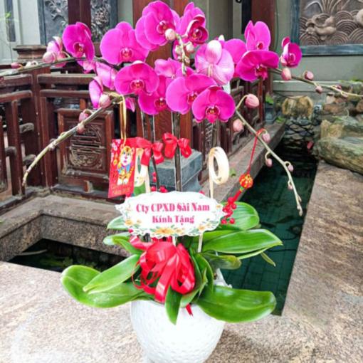 Chậu Lan Hồ Điệp Hồng Ngọc Bình An