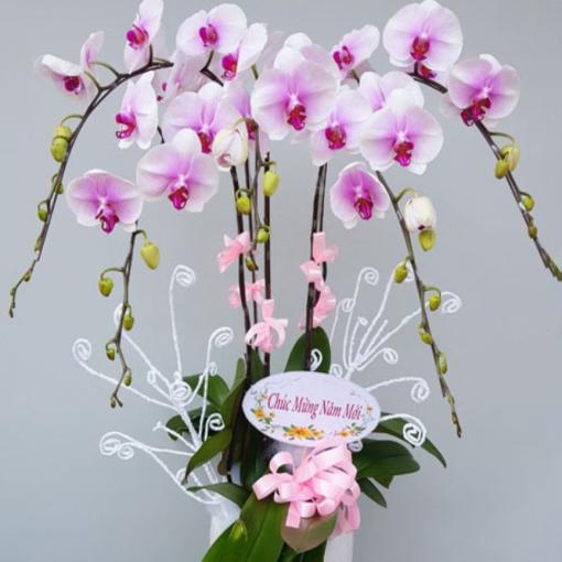 Chậu Lan Hồ Điệp 5 Cành Phát Tài Phát Lộc