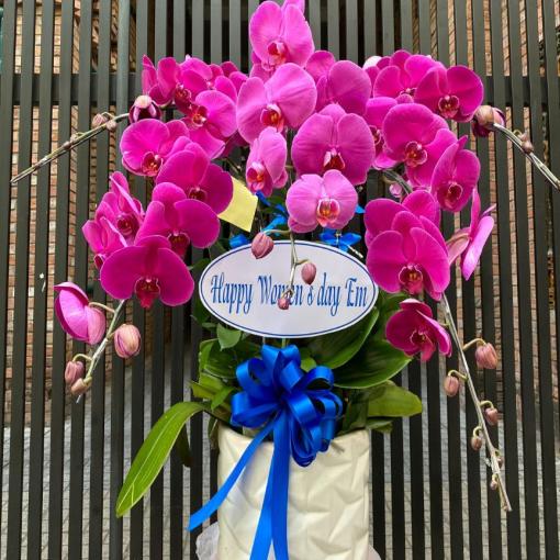 Chậu Lan Hồ Điệp 5 Cành Vũ Khúc Hồng Phúc