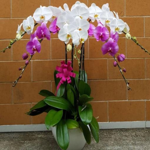 Chậu Lan Hồ Điệp Mix Màu Thanh Sắc Giao Hòa