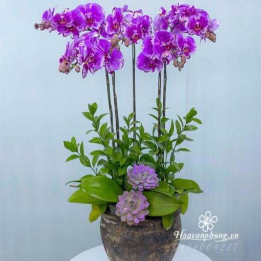 Chậu Lan Hồ Điệp 5 Cành Tím Thanh Nhã