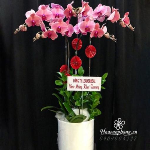 Chậu Lan Hồ Điệp 5 Cành Hạnh Phúc Bền Lâu