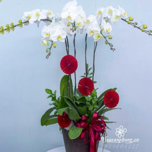 Chậu Lan Hồ Điệp 5 Cành Bạch Ngọc An Khang