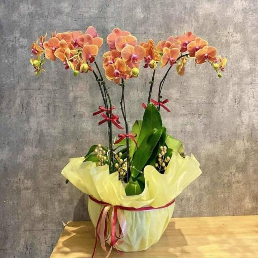 Chậu Lan Hồ Điệp 3 Cành Bừng Ánh Dương