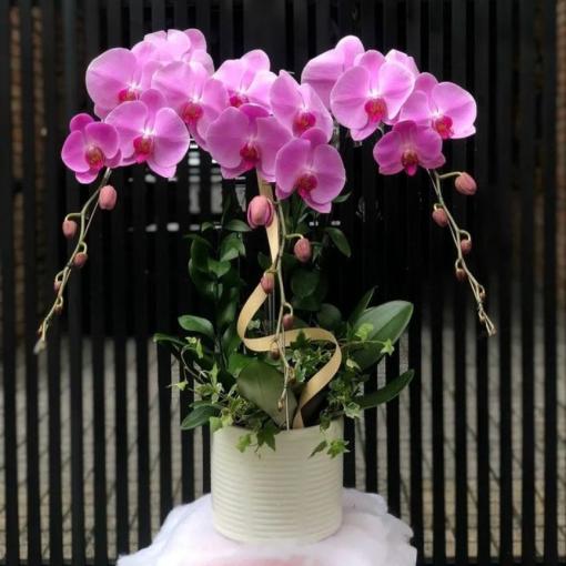 Chậu Lan Hồ Điệp 3 Cành Hồng Ngọc Bảo Bối