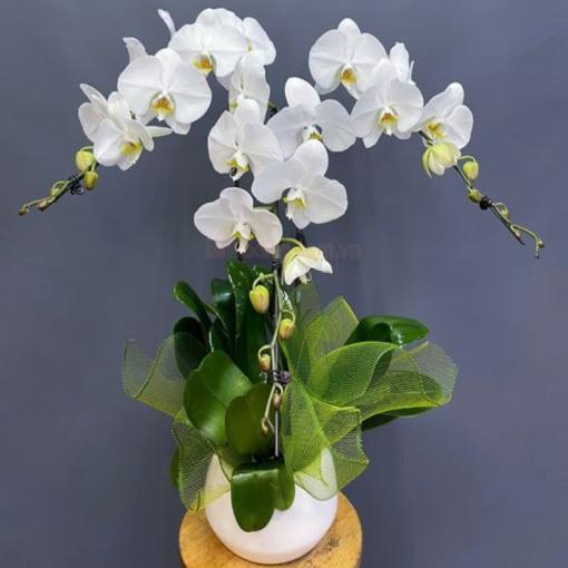 Chậu Lan Hồ Điệp 3 Cành Thanh Xuân Thuần Khiết