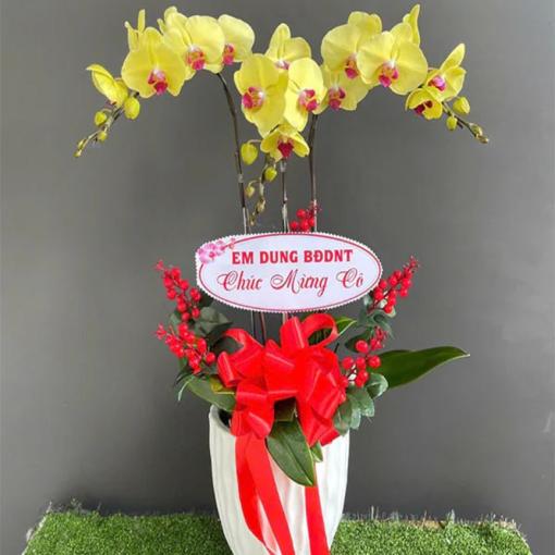 Chậu Lan Hồ Điệp 3 Cành Vàng Phú Quý