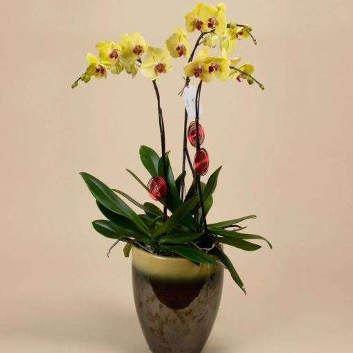 Chậu Lan Hồ Điệp 3 Cành Sắc Xuân Vàng