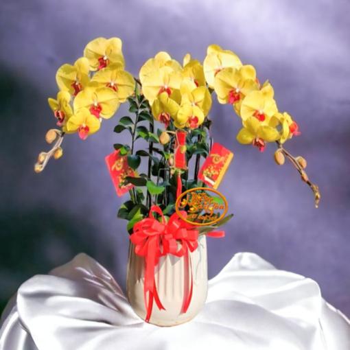 Chậu Lan Hồ Điệp 3 Cành Thịnh Vượng Phát Tài