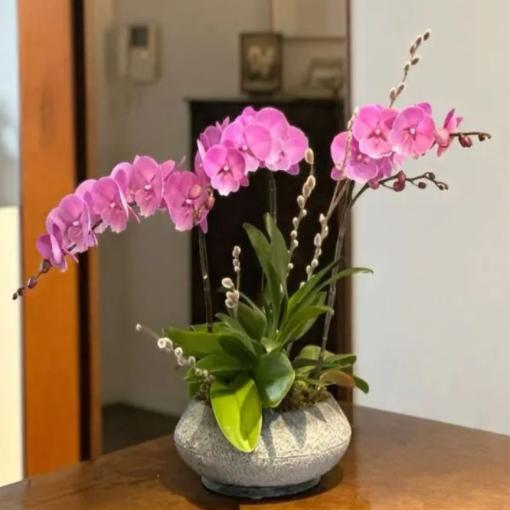 Chậu Lan Hồ Điệp 3 Cành Hồng Phát Bình An