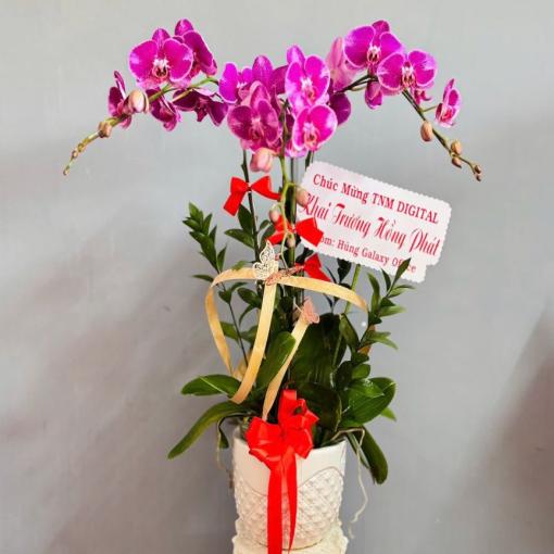 Chậu Lan Hồ Điệp 3 Cành Hồng Tím Khai Trương May Mắn