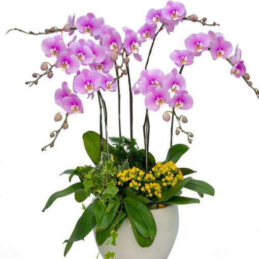Chậu Lan Hồ Điệp 7 Cành Tím Thanh Lịch Phú Quý