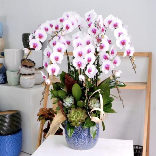 Chậu Lan Hồ Điệp 7 Cành Trắng Tím Thanh Nhã