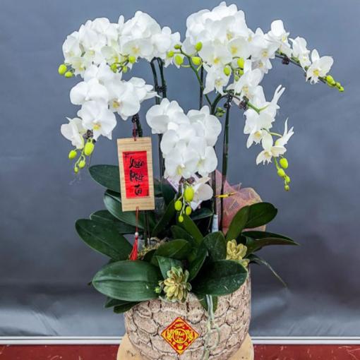 Chậu Lan Hồ Điệp 7 Cành Trắng Thanh Khiết