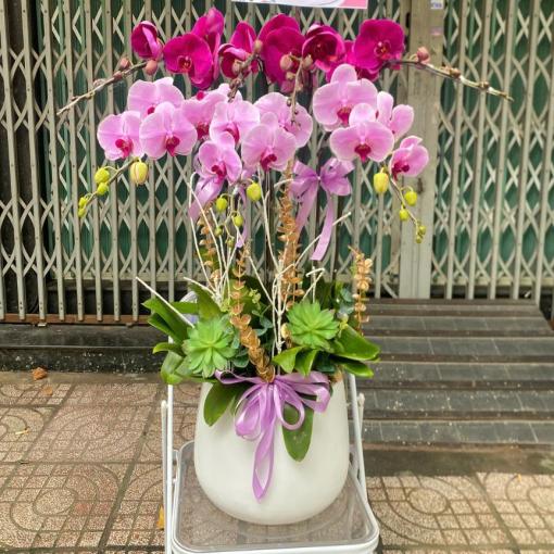 Chậu Lan Hồ Điệp 7 Cành Mix Hồng Tím Sang Trọng