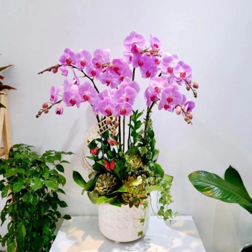 Chậu Lan Hồ Điệp 7 Cành Hồng Tím Dịu Dàng