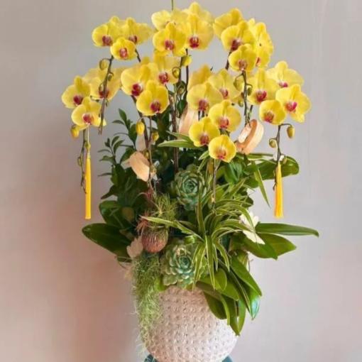 Chậu Lan Hồ Điệp 7 Cành Vàng Tài Lộc