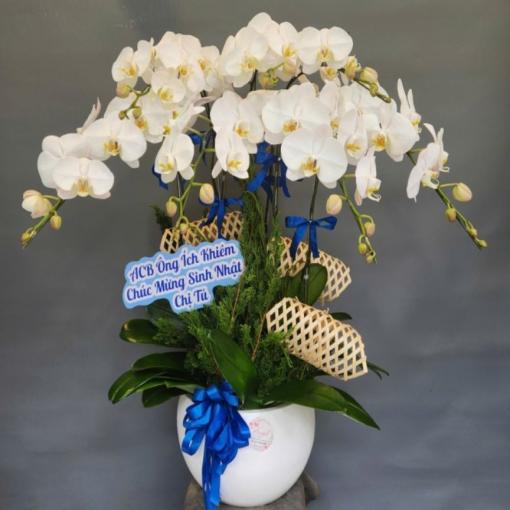 Chậu Lan Hồ Điệp 8 Cành Trắng Sang Trọng