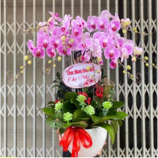 Chậu Lan Hồ Điệp 8 Cành Tím Hồng Cao Cấp