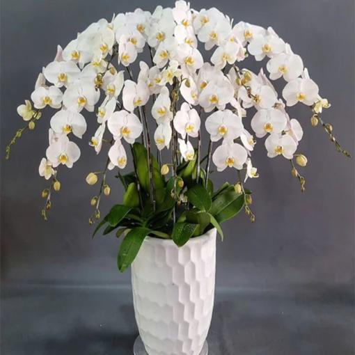 Chậu Lan Hồ Điệp Trắng 10 Cành Tinh Tế