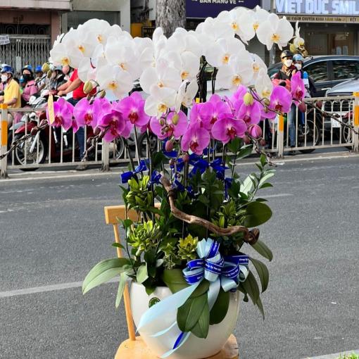 Chậu Lan Hồ Điệp 10 Cành Mix Trắng Tím Sang Trọng