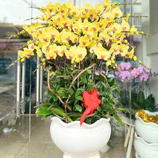 Chậu Lan Hồ Điệp Vàng 20 Cành Đại Cát