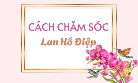 Cách chăm sóc lan hồ điệp ghép chậu tươi lâu