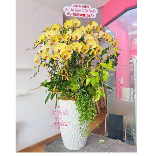 Chậu Lan Hồ Điệp Golden Prosperity