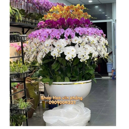 Chậu Lan Hồ Điệp Phú Quý Ngũ Sắc