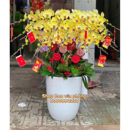 Chậu Lan Hồ Điệp Kim Ngọc Phát Tài