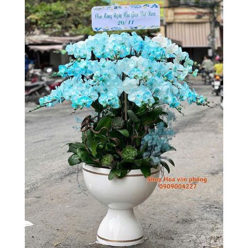Chậu Lan Hồ Điệp Màu Xanh Thiên Thanh Phú Quý