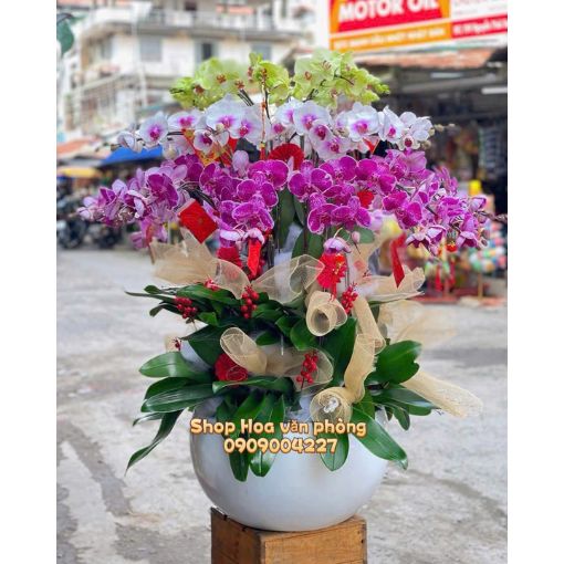 Chậu Lan Hồ Điệp 16 Cành Tài Lộc Ngũ Phúc