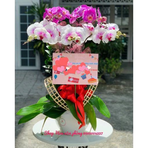 Chậu Lan Hồ Điệp Hồng Ngọc Cát Tường