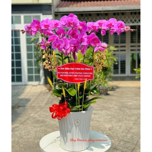 Chậu Lan Hồ Điệp Tím Phát Lộc