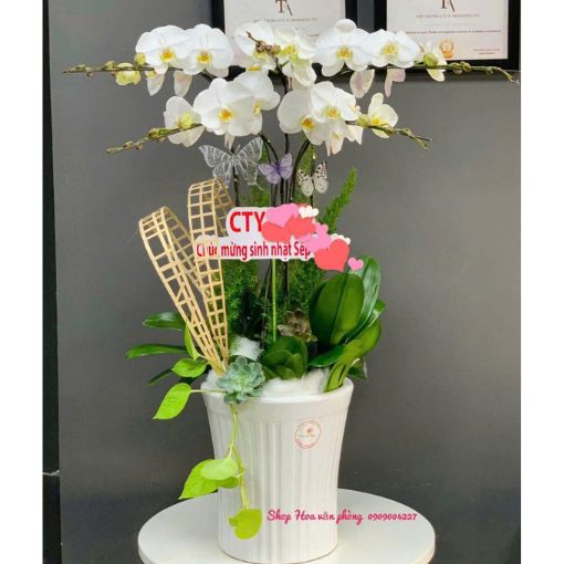 Chậu Lan Hồ Điệp 5 Cành Trắng Thanh Nhã