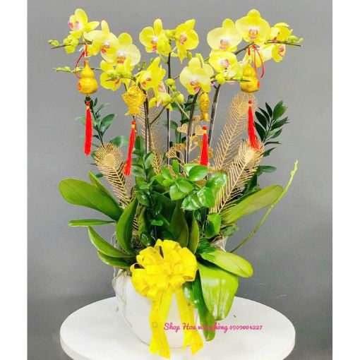 Chậu Lan Hồ Điệp Vàng Kim Phú Quý
