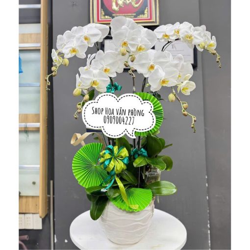 Chậu Lan Hồ Điệp Bạch Vân Phúc Lộc