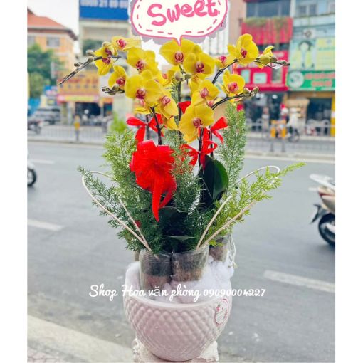 Chậu Lan Hồ Điệp 5 Cành Hoàng Kim