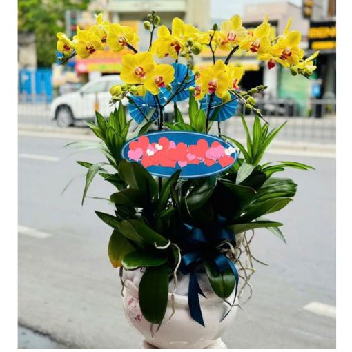 Chậu Lan Hồ Điệp Ghép Cành Kim Thanh