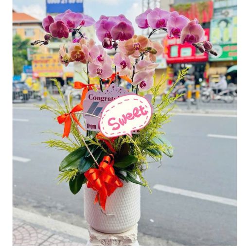 Chậu Lan Hồ Điệp Hồng Ngọt Ngào