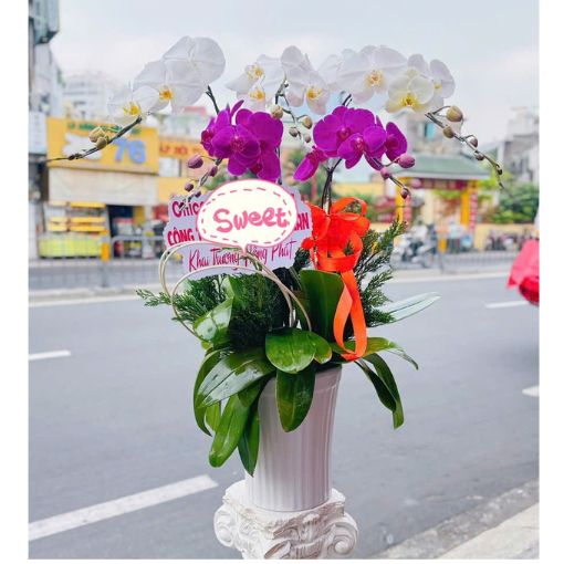 Chậu Lan Hồ Điệp Song Hỷ