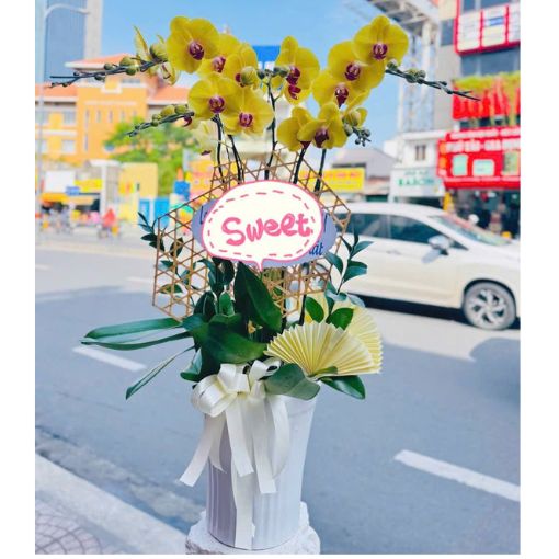 Chậu Lan Hồ Điệp Hoàng Kim Thanh Nhã