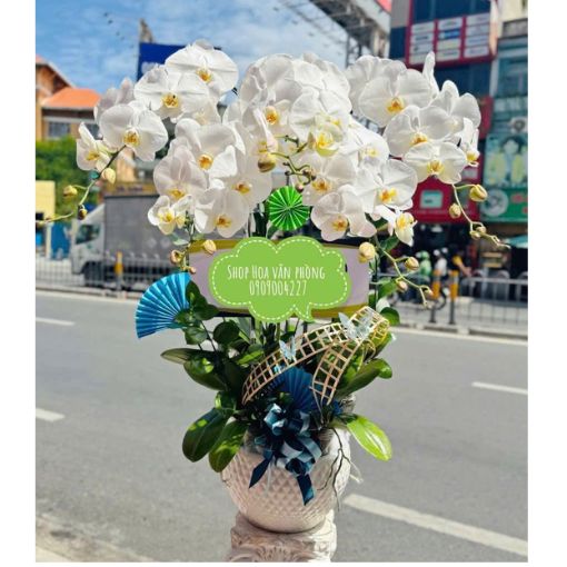 Chậu Lan Hồ Điệp Bạch Kim Phong Vân