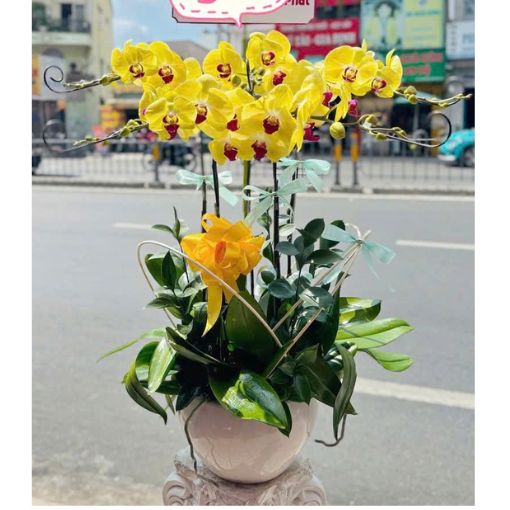 Chậu Lan Hồ Điệp Hoàng Kim Cát Tường