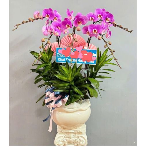 Chậu Lan Hồ Điệp Tử Ngọc Hưng Phát